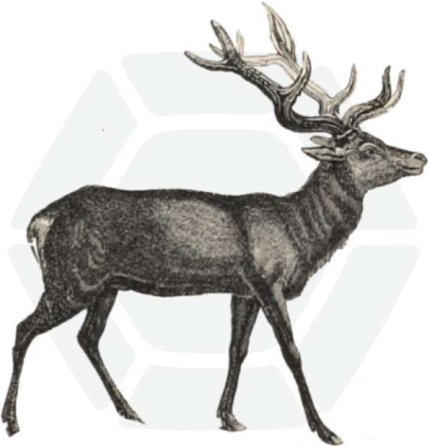 gravure de cerf